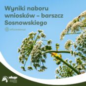 Grafika informacyjna nt. Wyniki naboru wniosków - barszcz Sosnowskiego