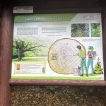 Grafika dekoracyjna nt. Smok Wojtek w Jaskini Wierzchowskiej – otwarcie Zielonej Klasy